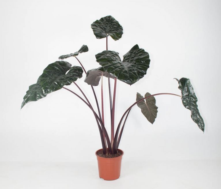 Alocasia princes