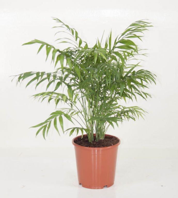 Chamaedorea elegans