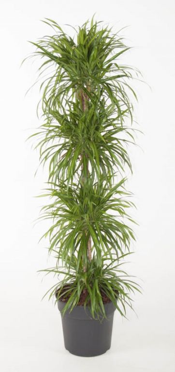 Dracaena Anita