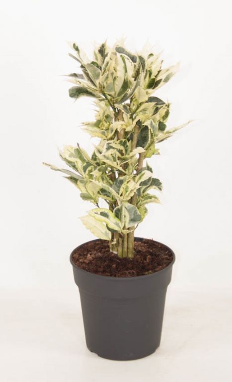 variegatum Tamara
