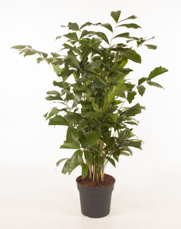 Caryota mitis