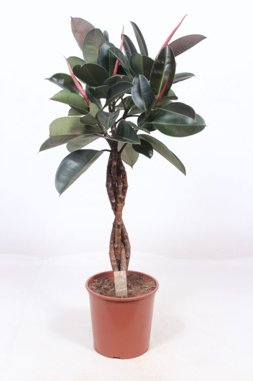 Ficus Elastica Robusta