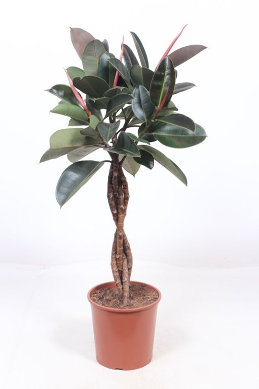 Ficus Elastica Robusta