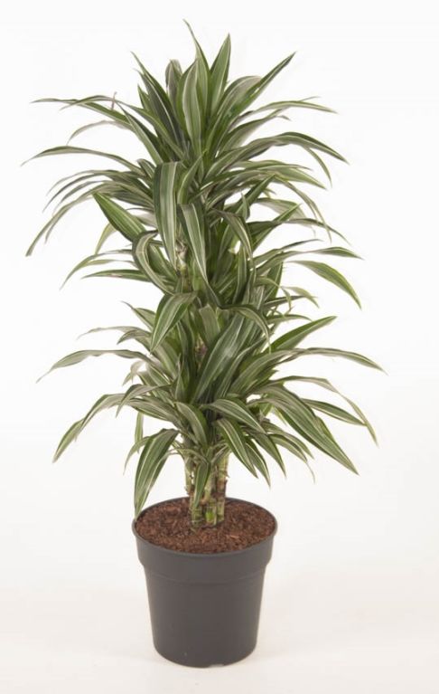 Dracaena Ulises