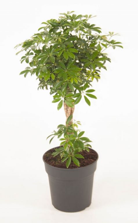 Schefflera Arboricola Luseana