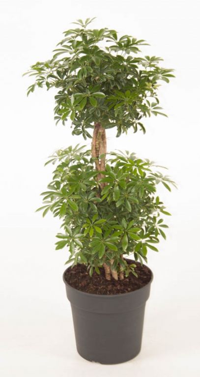Schefflera Arboricola Luseana