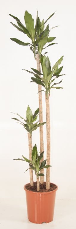 Dracaena fragrans Steudneri
