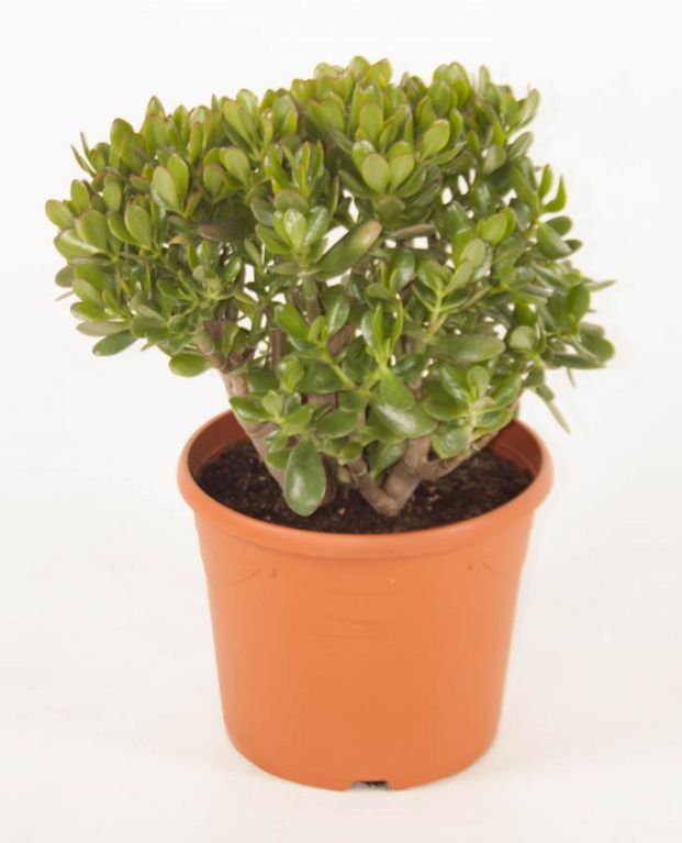 Crassula ovata