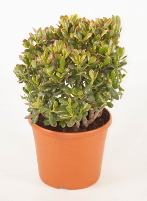 Crassula Ovata Sunset
