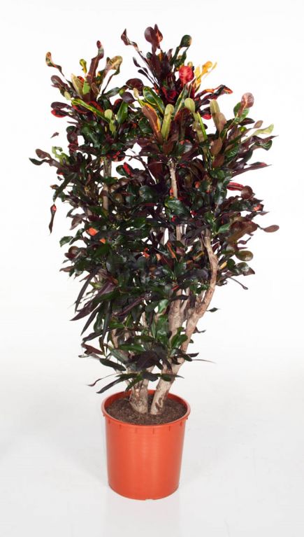 Codiaeum variegatum overig