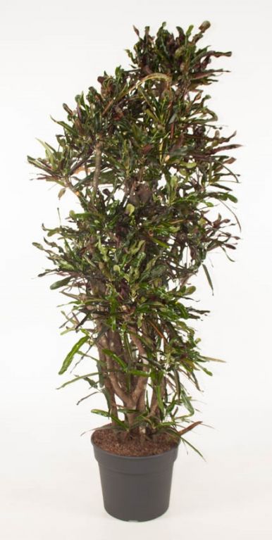 variegatum Mammi