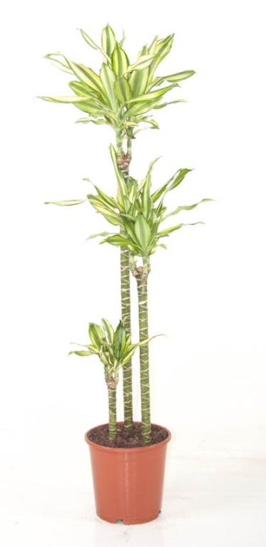 Dracaena Diamond Dream