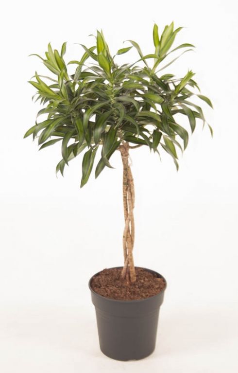 Dracaena reflexa Song of Jamaica