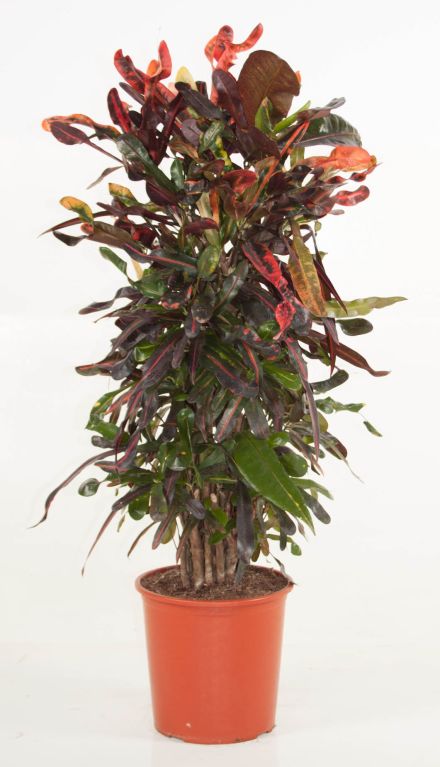 Codiaeum curley boy vertakt