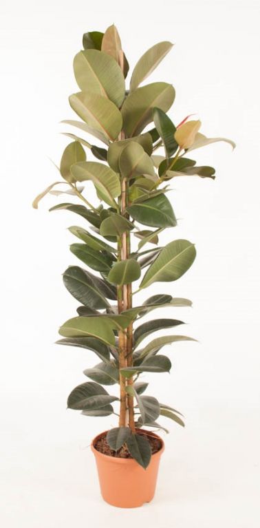 Ficus Elastica Robusta
