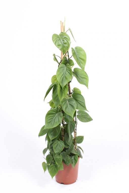 Philodendron scandens