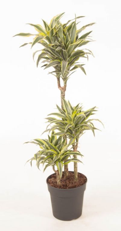 Dracaena Surprise