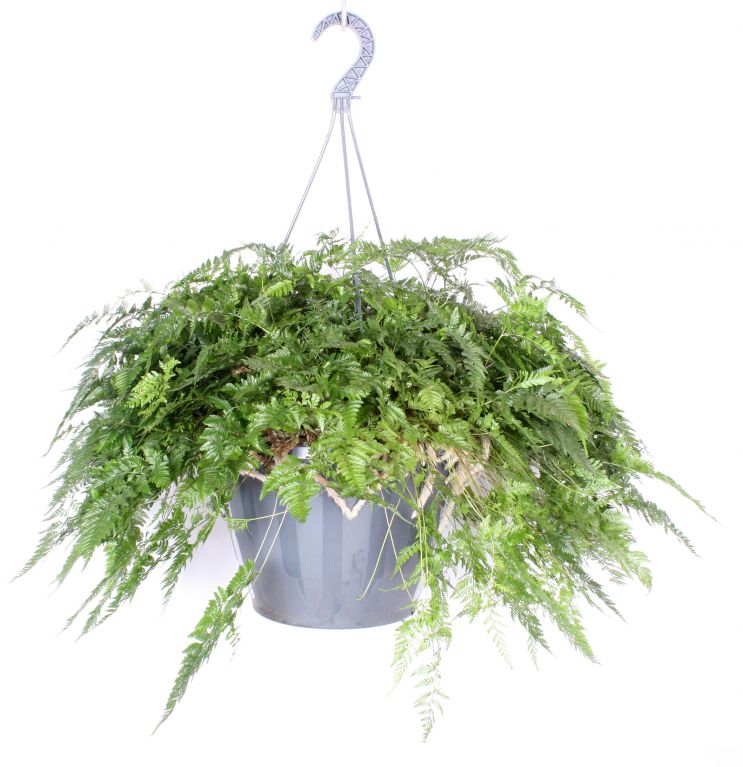 Humata tyermannii