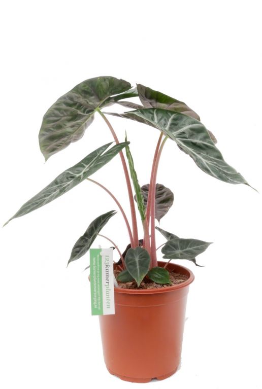 Alocasia marocco purple night