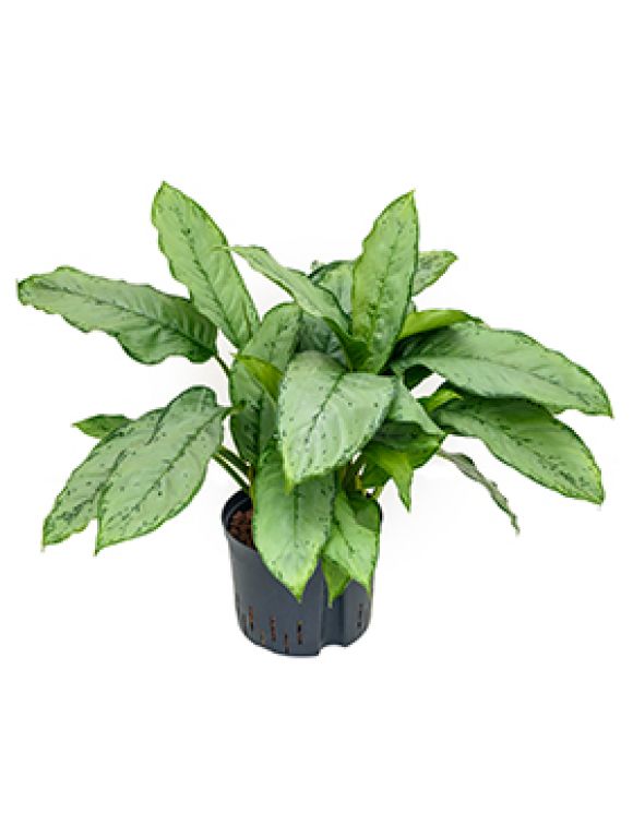 Aglaonema freedman