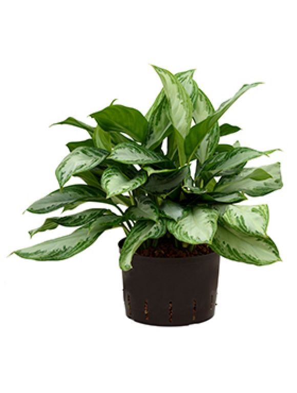 Aglaonema silver bay