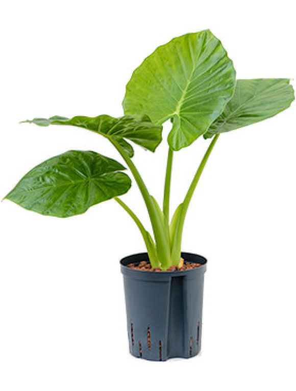 Epipremnum Pinnatum Global Green