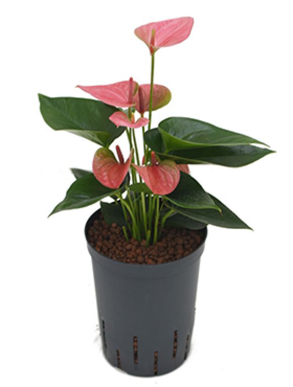 Anthurlium rosa blüten