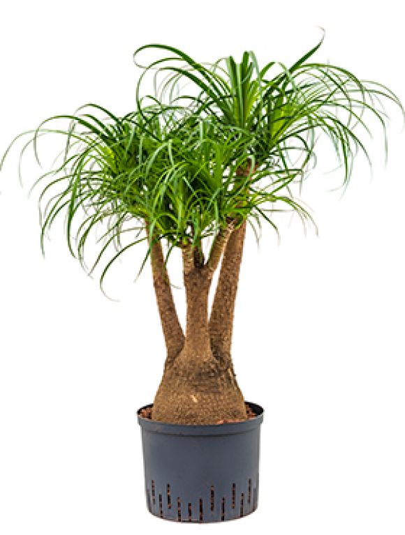 Beaucarnea recurvata hydrokulturpflanze