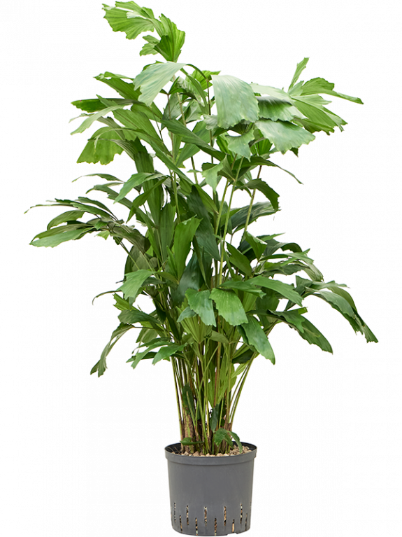 Epipremnum Pinnatum Global Green blad variegata