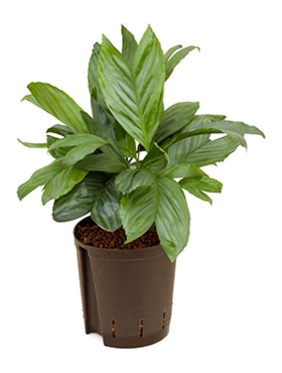 Scindapsus Treubii Dark plant