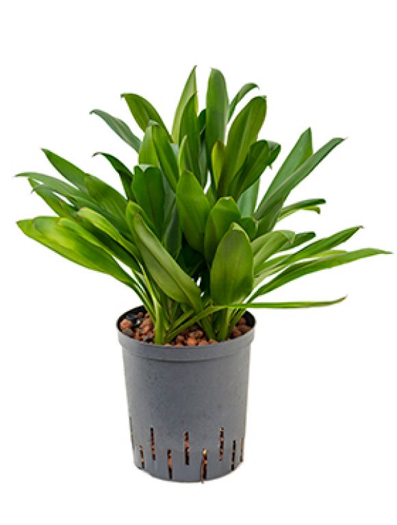 Epipremnum Pinnatum Global Green blad