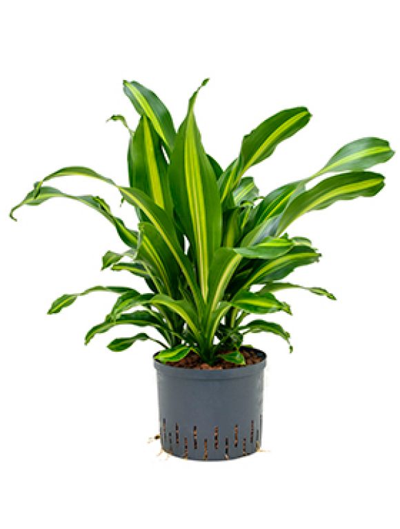 Dracaena burley