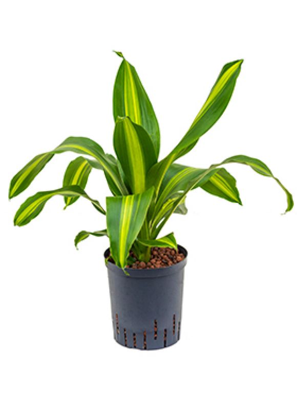 Dracaena burley