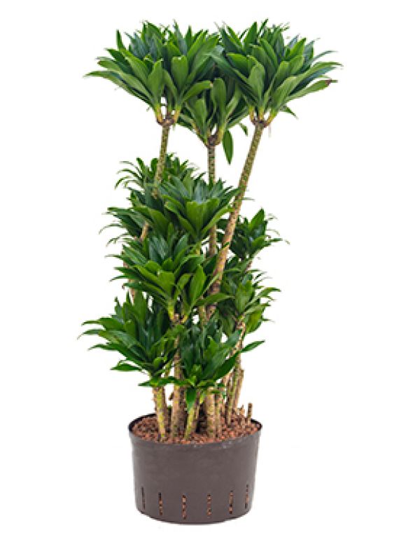 Alocasia Branchifolia Pink Passion blad
