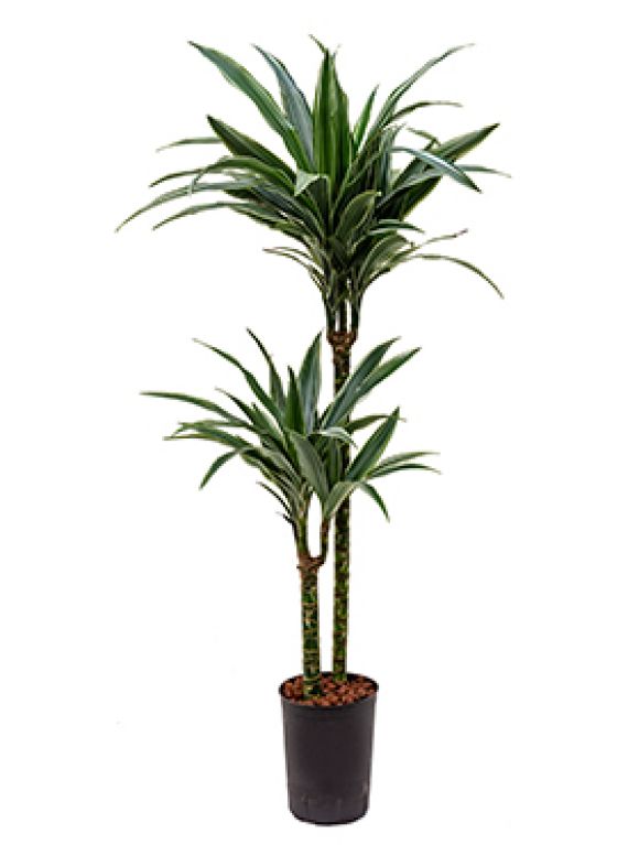 Dracaena deremensis