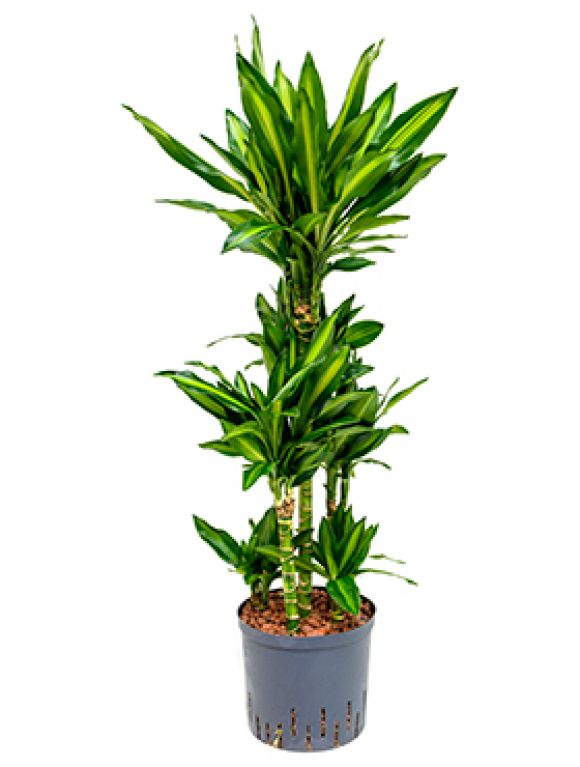 Dracaena cintho