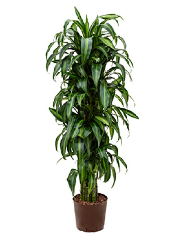 Epipremnum Pinnatum Global Green blad variegata