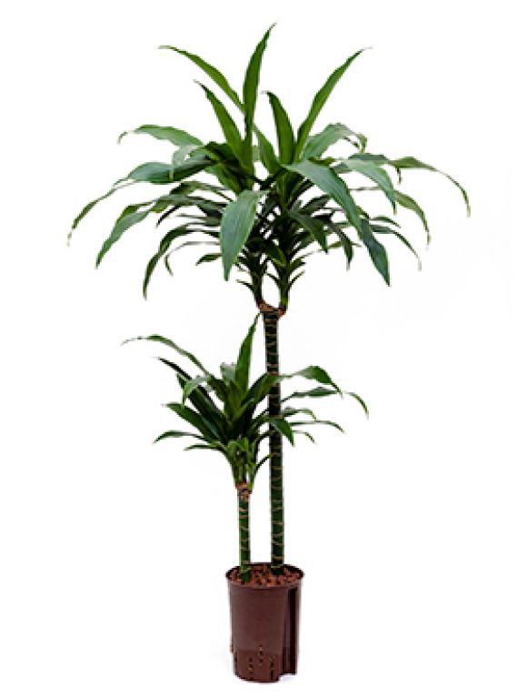 Dracaena janet craig