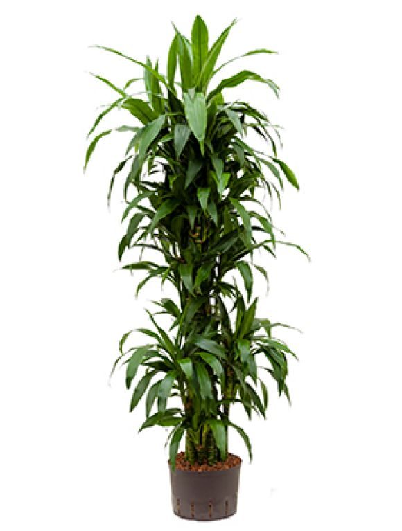Dracaena janet craig