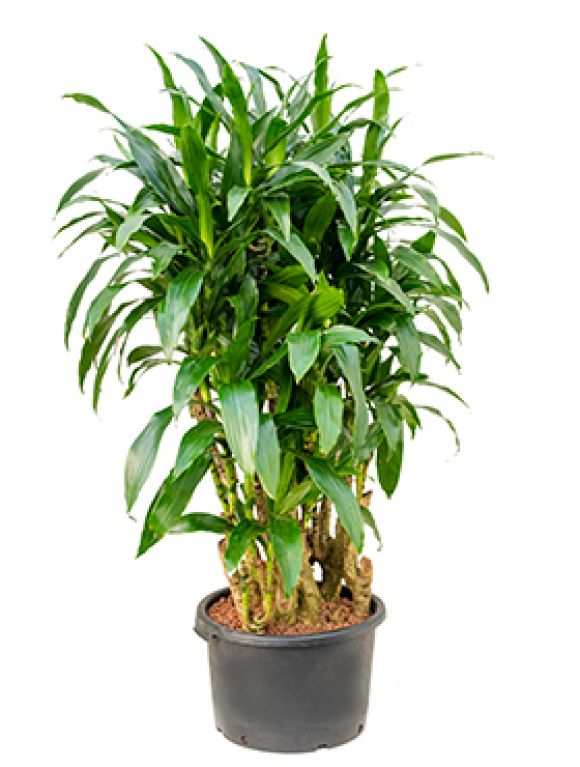 Scindapsus Treubii Dark