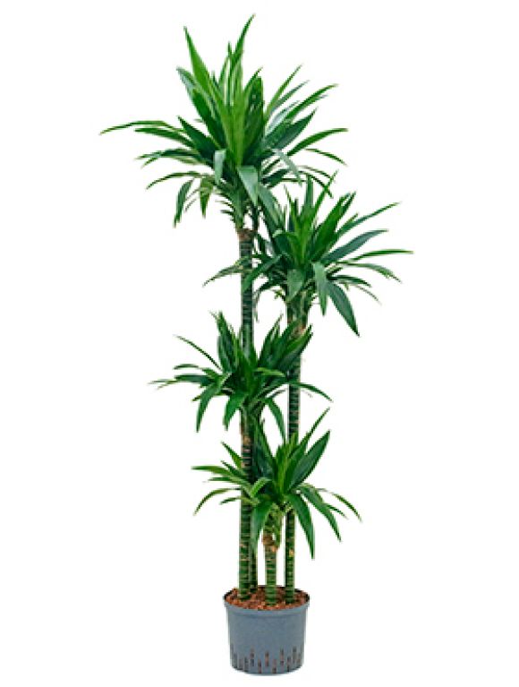 Epipremnum Pinnatum Global Green blad