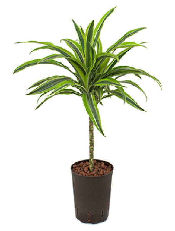 Dracaena lemon lime hydropflanze