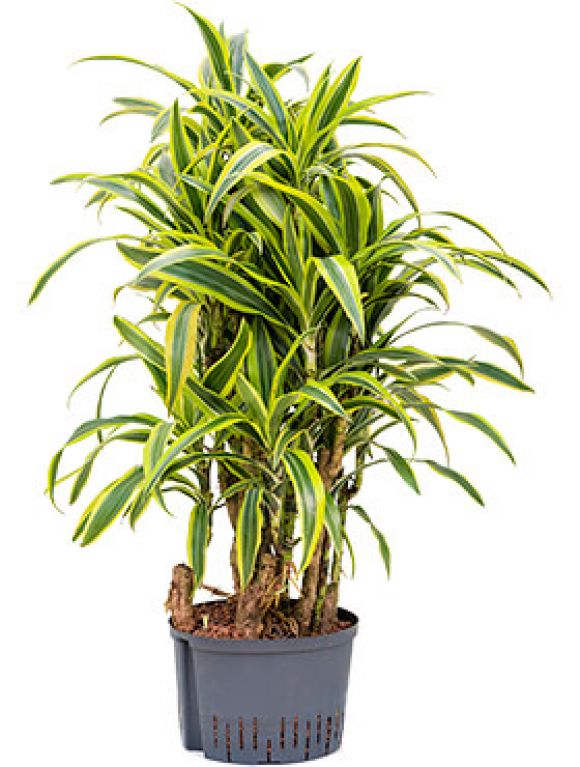 Epipremnum Pinnatum Global Green