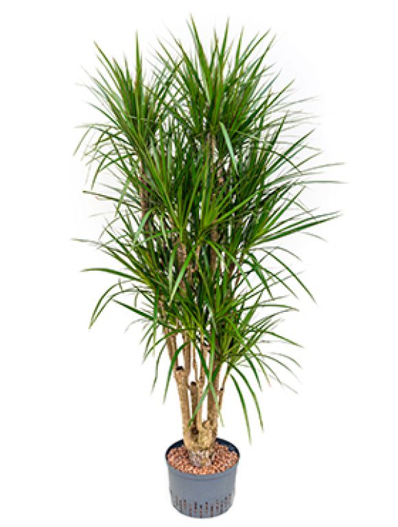 Dracaena marginata
