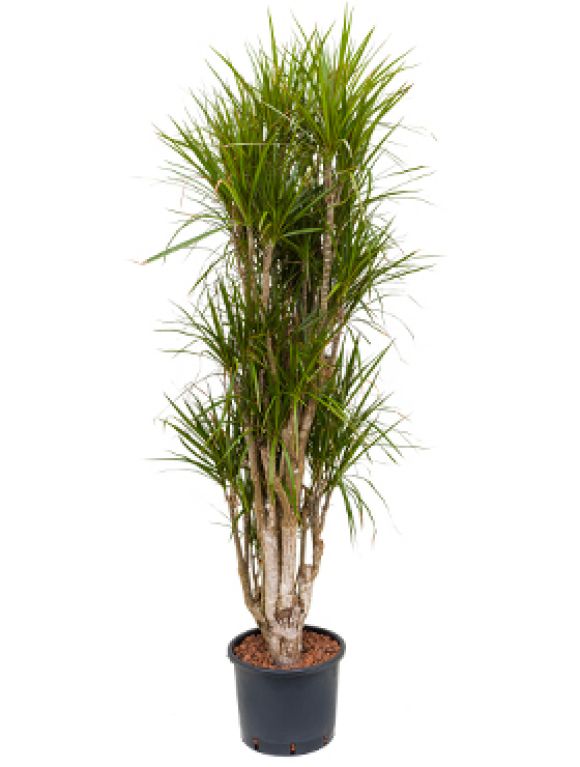 Scindapsus Treubii Dark