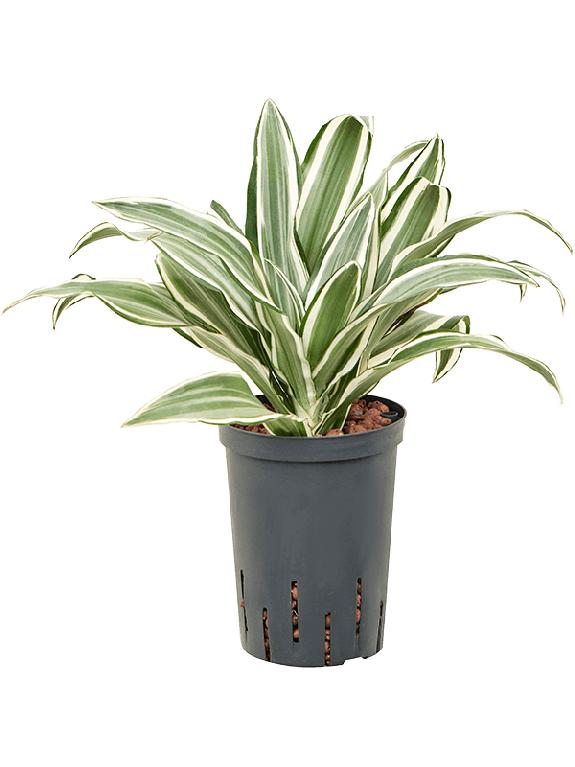 Epipremnum Pinnatum Global Green blad