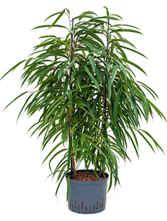 Ficus alii