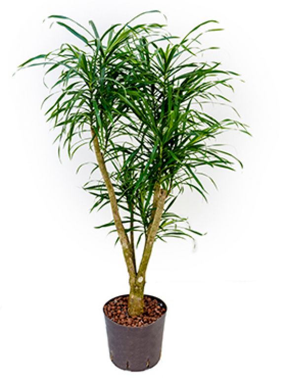 Pleomele anita hydrokulturpflanze