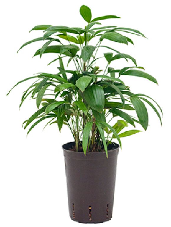 Rhapis excelsa hydrokulturpflanze