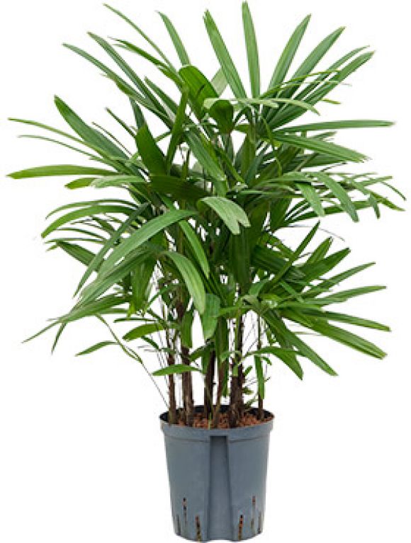 Philodendron Plowmanii